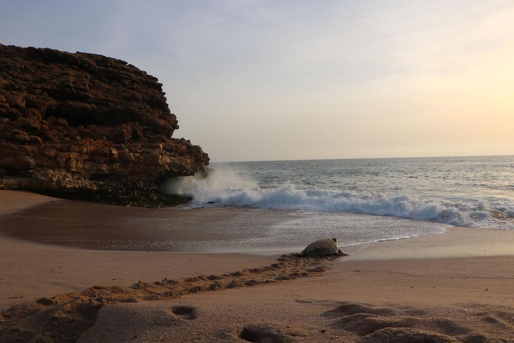 Ras Al Jinz Turtle Reserve Al Hadd Exterior photo