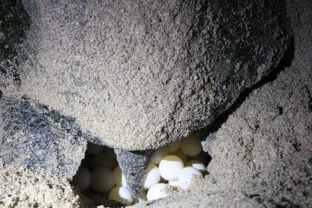 Ras Al Jinz Turtle Reserve Al Hadd Exterior photo