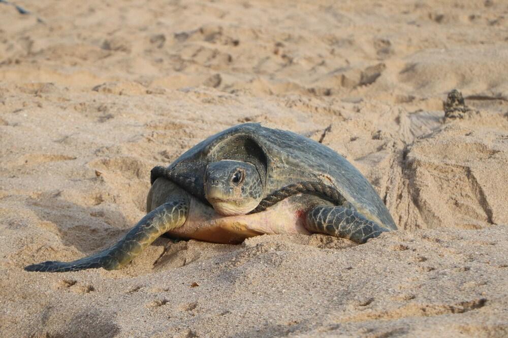 Ras Al Jinz Turtle Reserve Al Hadd Exterior photo