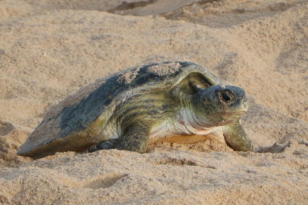 Ras Al Jinz Turtle Reserve Al Hadd Exterior photo