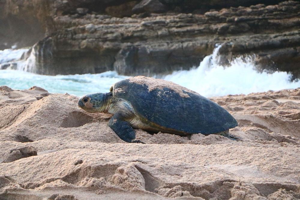 Ras Al Jinz Turtle Reserve Al Hadd Exterior photo