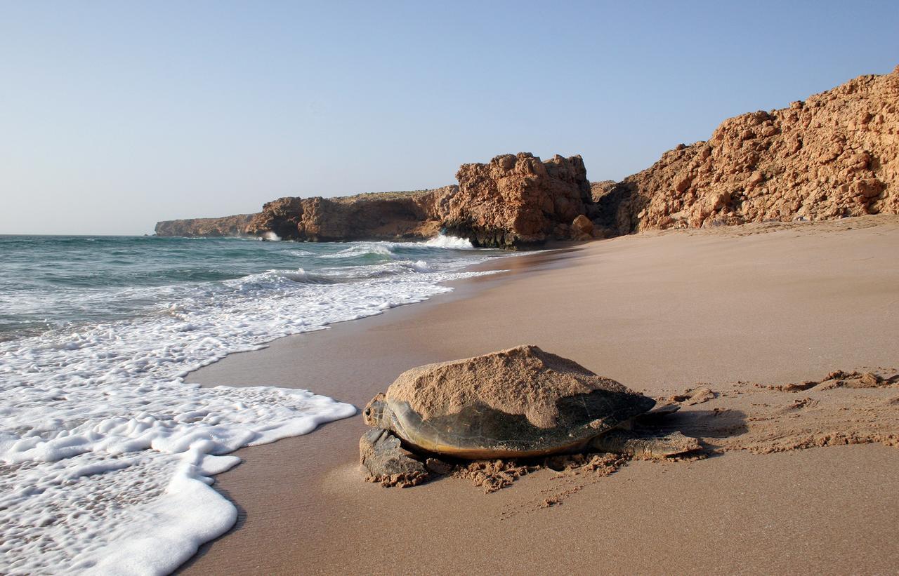 Ras Al Jinz Turtle Reserve Al Hadd Exterior photo